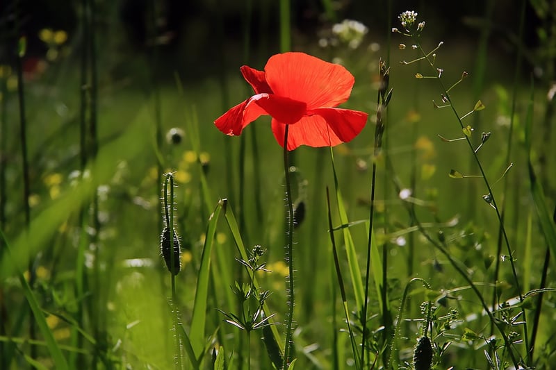 Garden Landscape